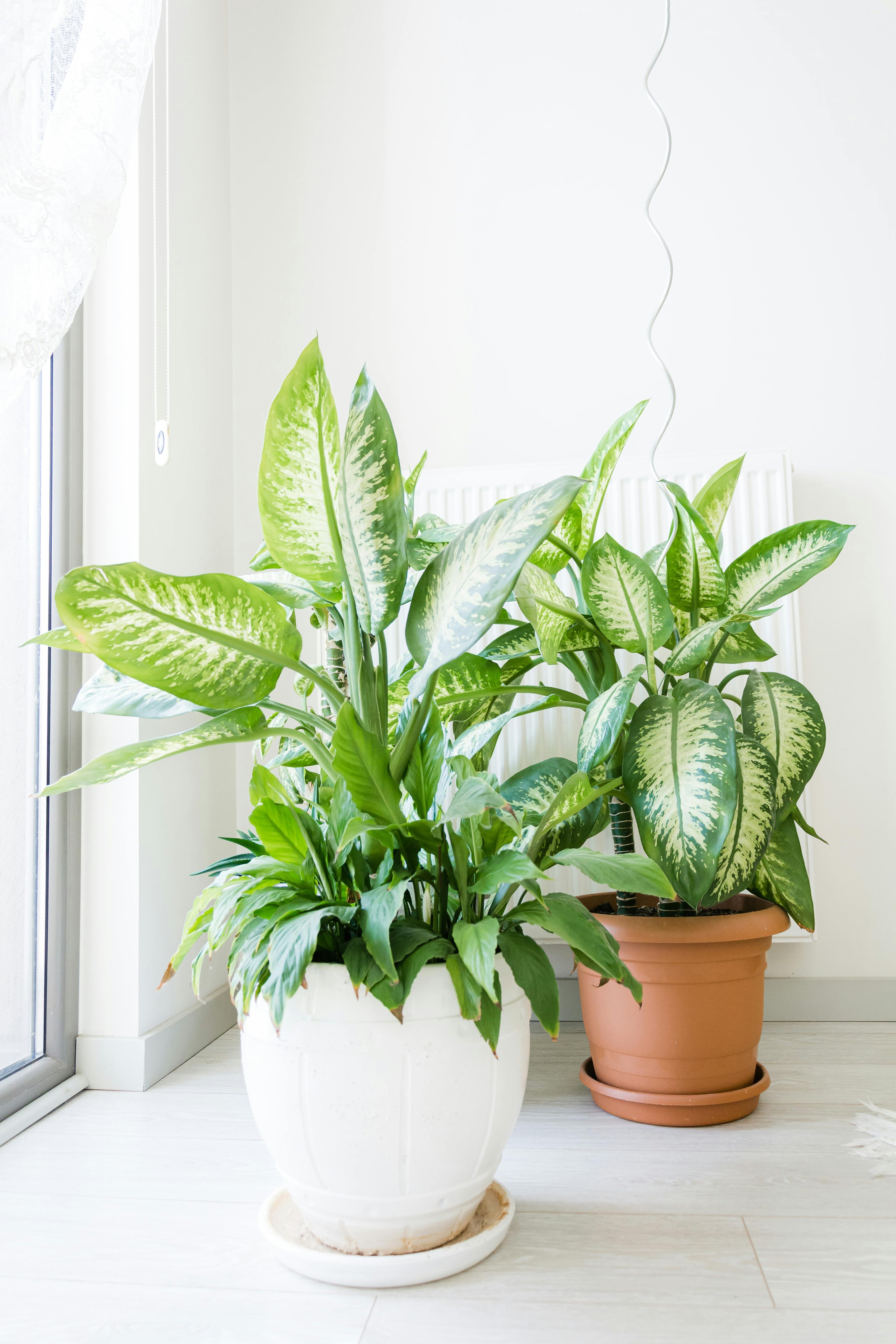 Luchtzuiverende planten