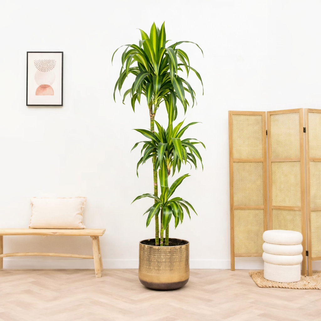 Dracaena Deremensis Hawaiian Sunshine Ø24cm - ↕130 - 150cm