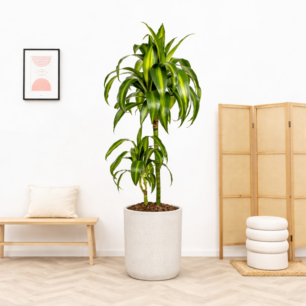 Dracaena Deremensis Hawaiian Sunshine Ø19cm - ↕70 - 90cm