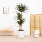 Dracaena Marginata Magenta Ø24cm - ↕130 - 150cm