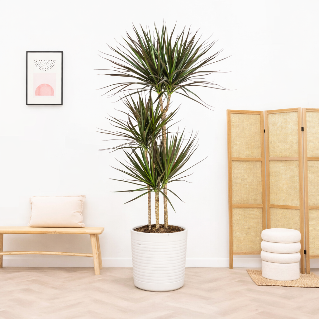 Dracaena Marginata Magenta Ø24cm - ↕130 - 150cm