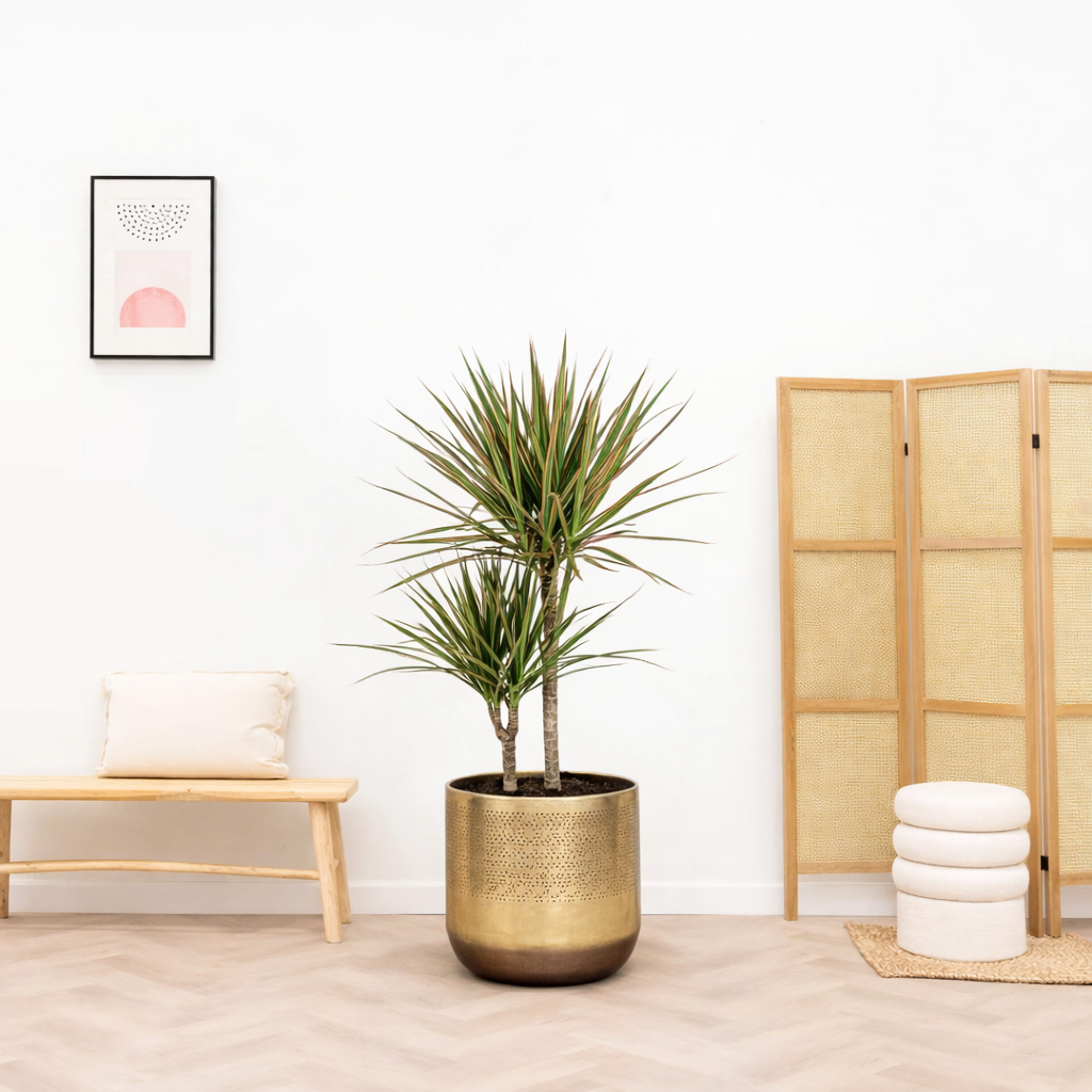 Dracaena Marginata Bicolor Ø17cm - ↕50 - 70cm