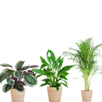 Luchtzuiverende combi