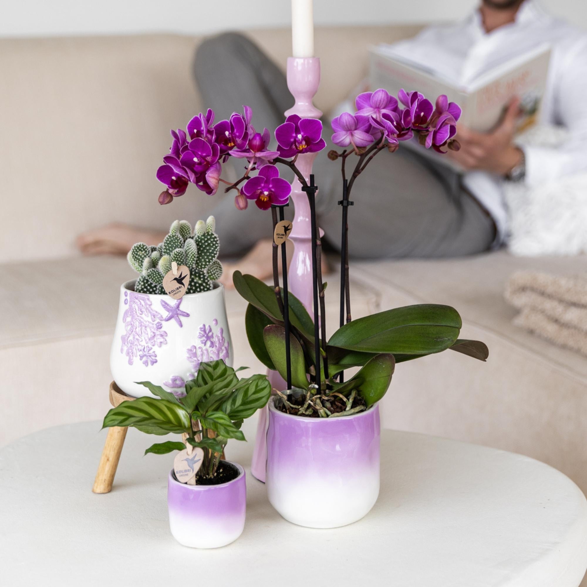 Orchidées Kolibri | Orchidée phalaenopsis violette, pot de 9 cm de diamètre | Morelia | Plante d'intérieur fleurie - fraîchement cueillie