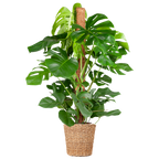 Monstera Deliciosa XL met Torun mand - 120cm - Ø24