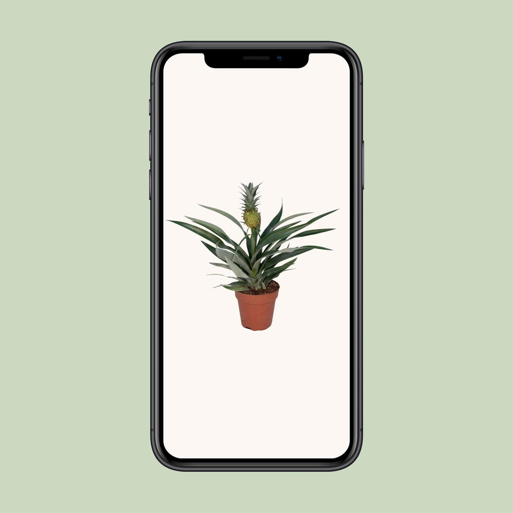 Bromelia Ananas - Ø12cm - ↕30cm