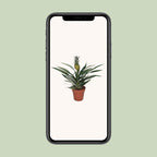 Bromelia Ananas - Ø12cm - ↕30cm