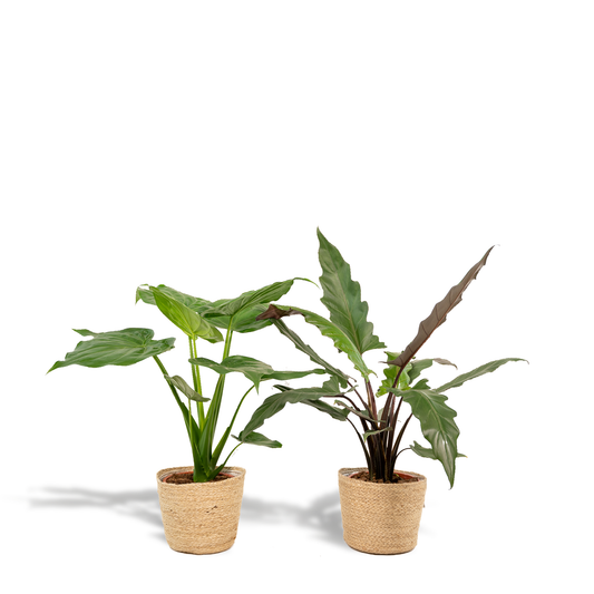 Alocasia Cucullata - Ø19cm - ↕60cm + Alocasia Lauterbachiana - Ø19cm - ↕75cm + Korb Selin