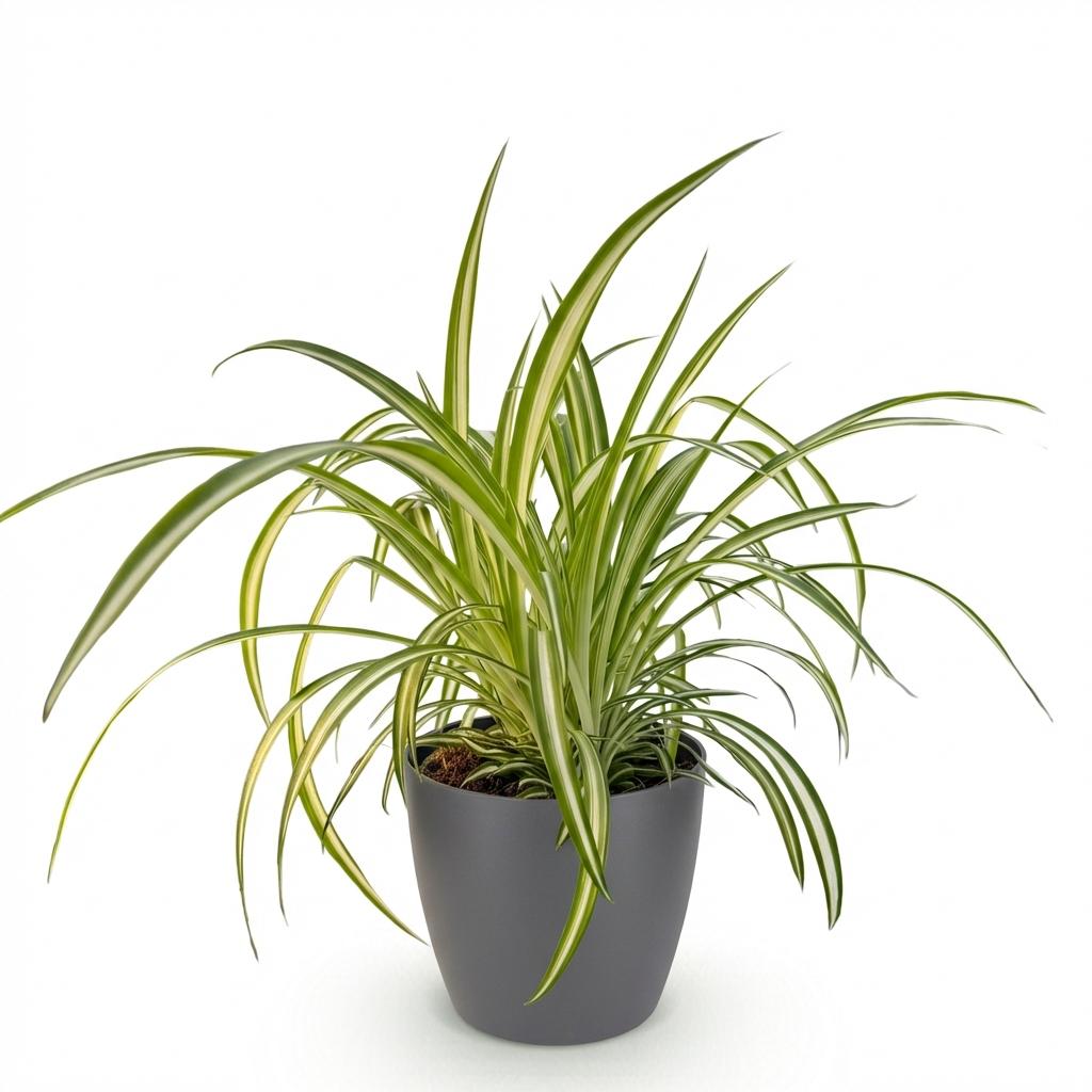Green boutiQ - Kamerplant - Chlorophytum comosum Variegatum - Bonte Graslelie - Huisdiervriendelijke Plant - Groen - 1 Plant - met Potter Grijs - Pot 12cm - Hoogte 20cm