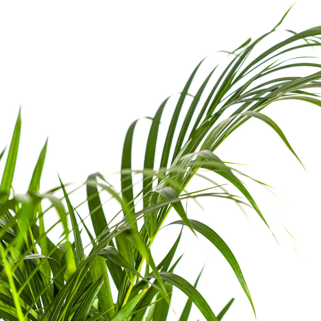 Dypsis Areca Lutescens met mand Ø21cm - ↕100 - 120cm