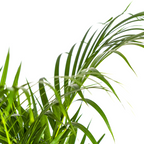 Dypsis Areca Lutescens met mand Ø21cm - ↕100 - 120cm