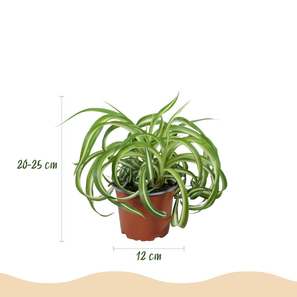 Green boutiQ - Kamerplant - Chlorophytum comosum Bonnie - Krullende Graslelie - Huisdiervriendelijke Plant - Groen - 1 Plant - met Mand - Pot 12cm - Hoogte 20cm