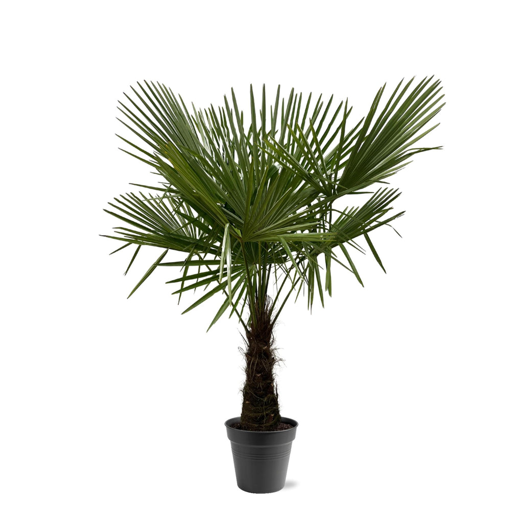 Trachycarpus Fortuneii – 160–180 cm – Ø30