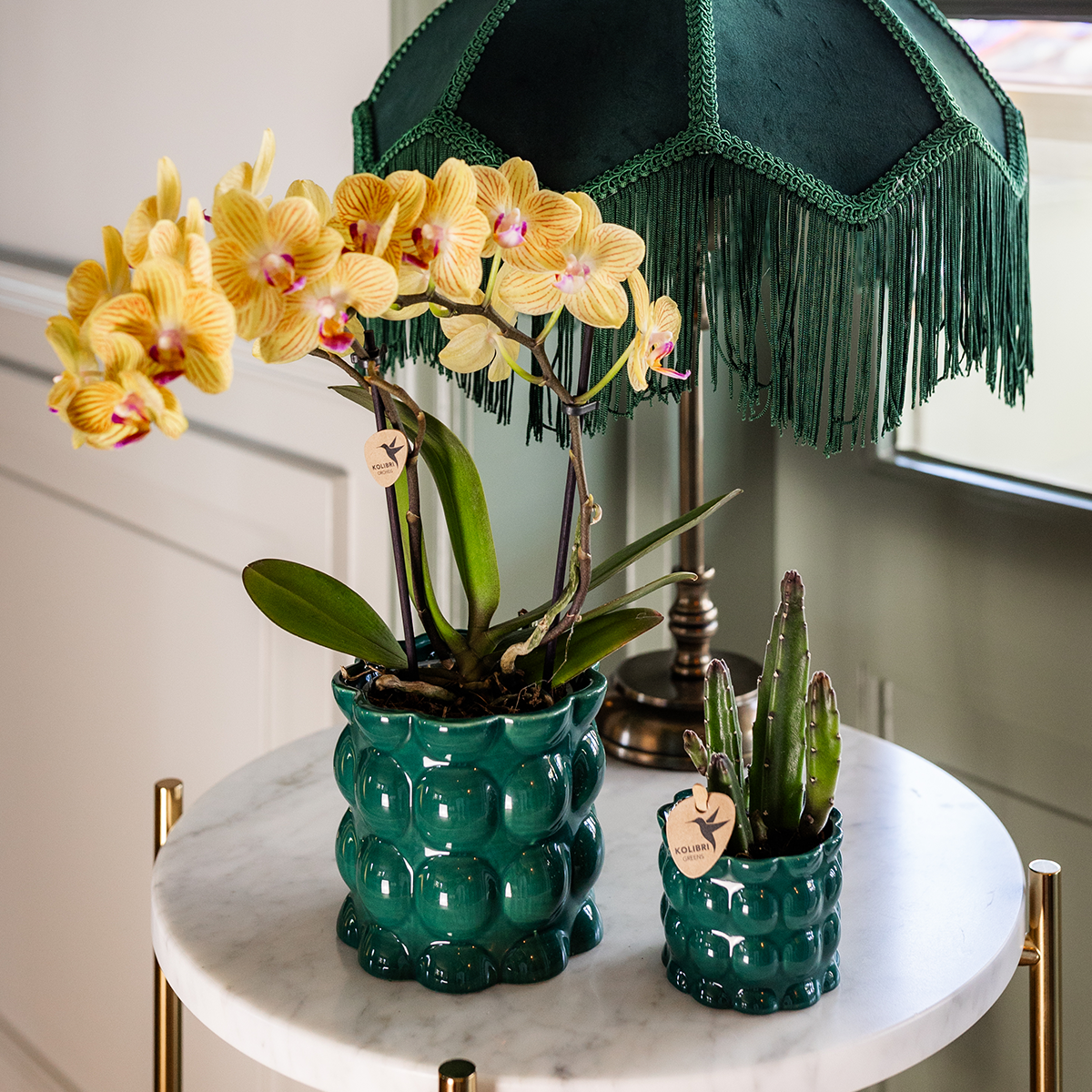 Orchidée colibri | Orchidée Phalaenopsis jaune - Lima - Pot de 9 cm de diamètre | Plante d'intérieur fleurie - Fraîchement cueillie