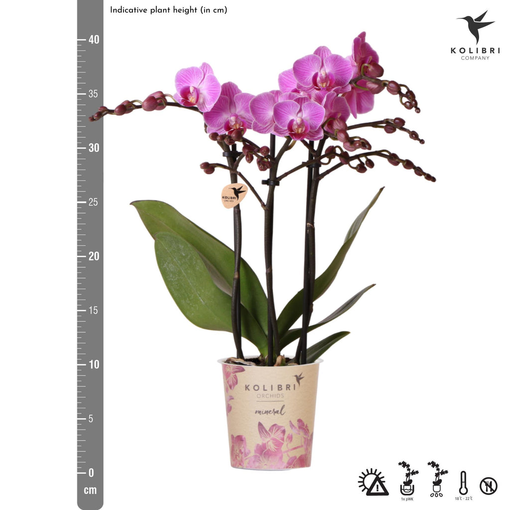 Kolibri Orchids | paars/roze Phalaenopsis orchidee potmaat Ø9cm |  Vienna | bloeiende kamerplant - vers van de kweker