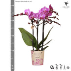 Kolibri Orchids | paars/roze Phalaenopsis orchidee potmaat Ø9cm |  Vienna | bloeiende kamerplant - vers van de kweker