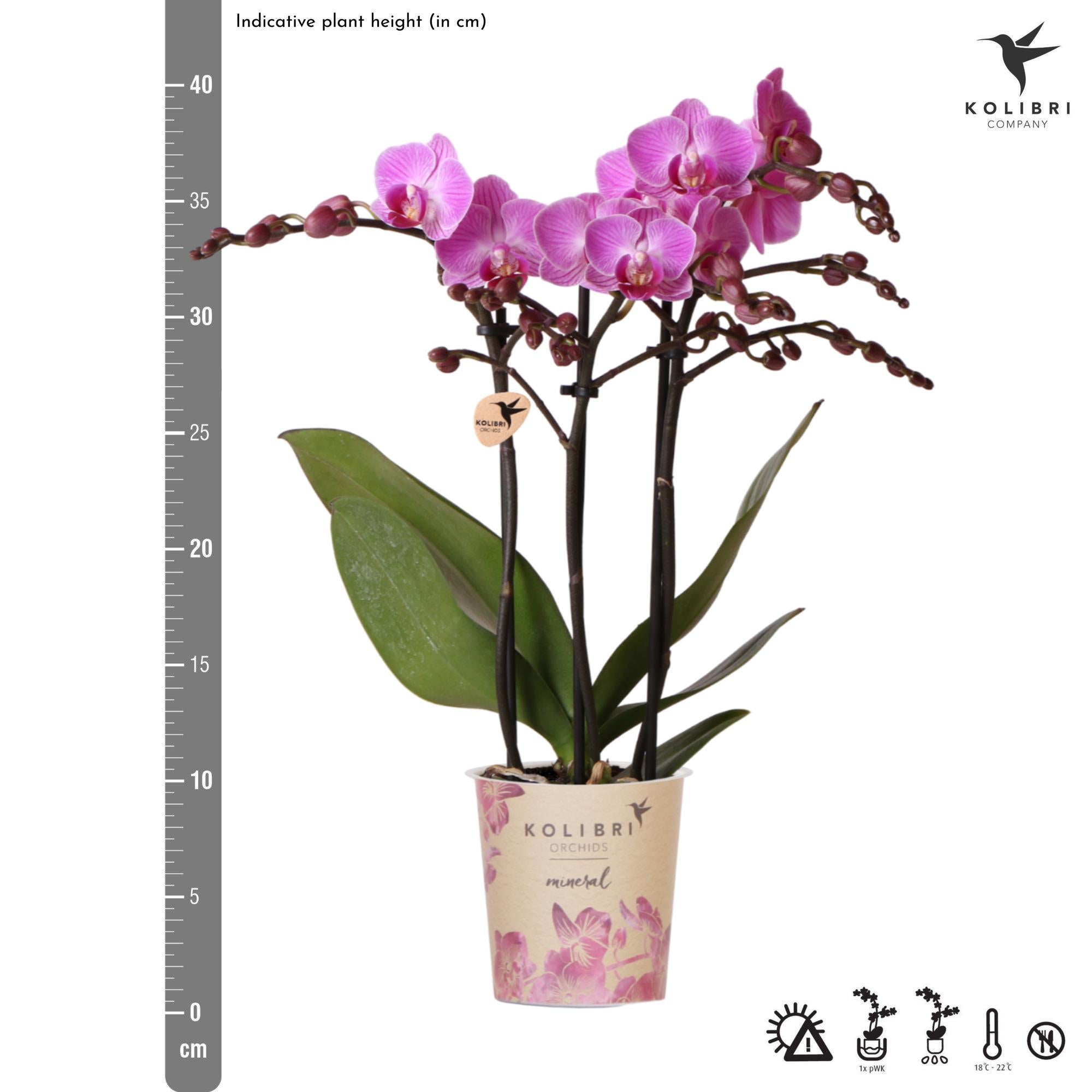 Kolibri Orchids | paars/roze Phalaenopsis orchidee potmaat Ø9cm |  Vienna | bloeiende kamerplant - vers van de kweker