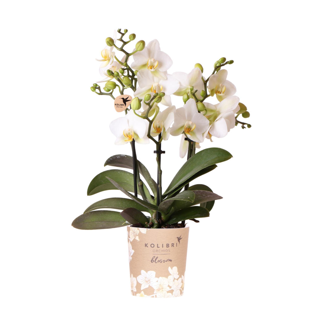 Orchidées Kolibri | Orchidée phalaenopsis blanche, pot de 9 cm de diamètre | Lausanne | Plante d'intérieur fleurie - fraîchement cueillie
