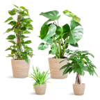 Easy care Plantenbox - medium - met mand Sofia