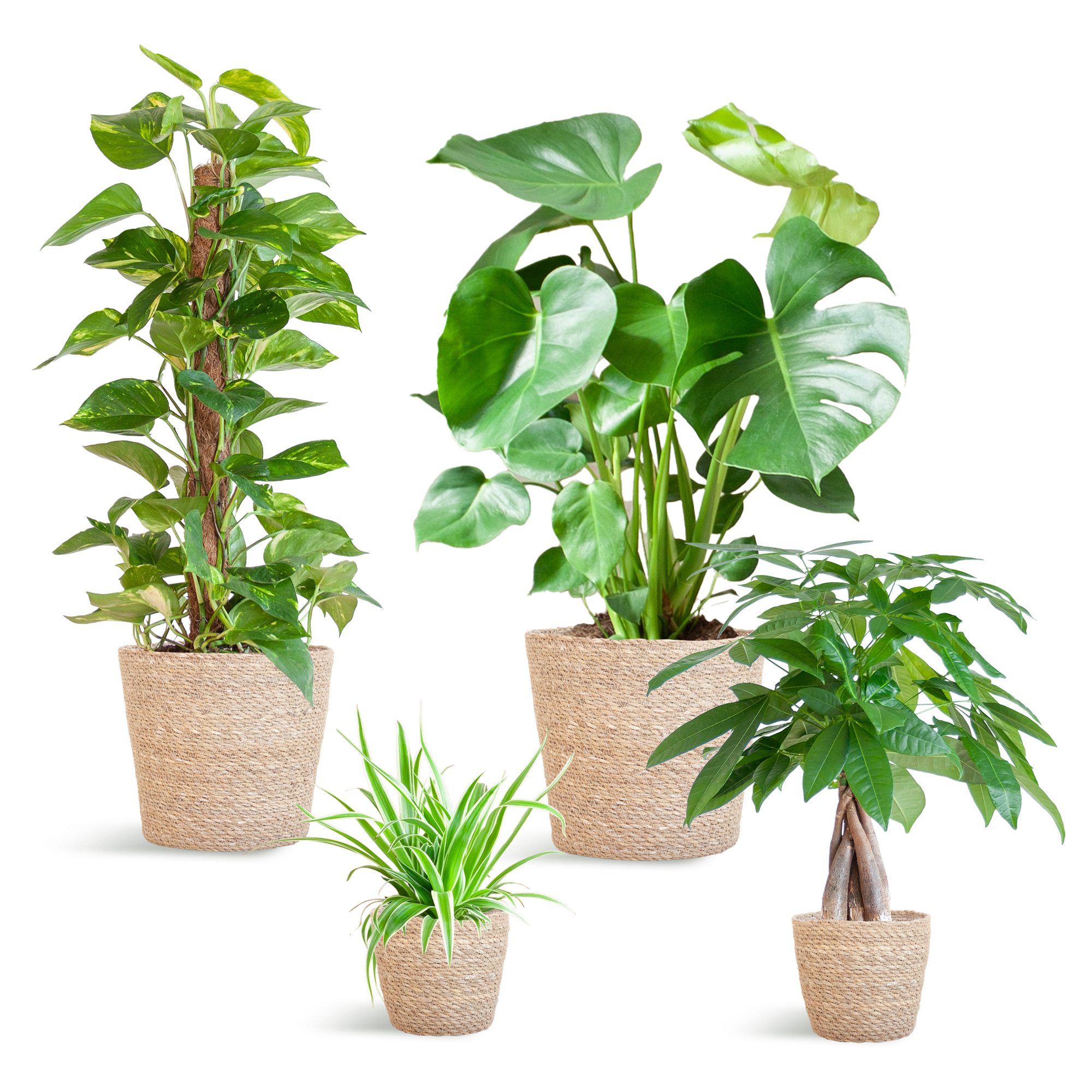 Easy care Plantenbox - medium - met mand Sofia