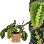 Green boutiQ - Kamerplant - Maranta Fascinator Tricolour - Gebedsplant - Huisdiervriendelijke Plant - Groen - 1 Plant - met Mand - Pot 12cm - Hoogte 25cm