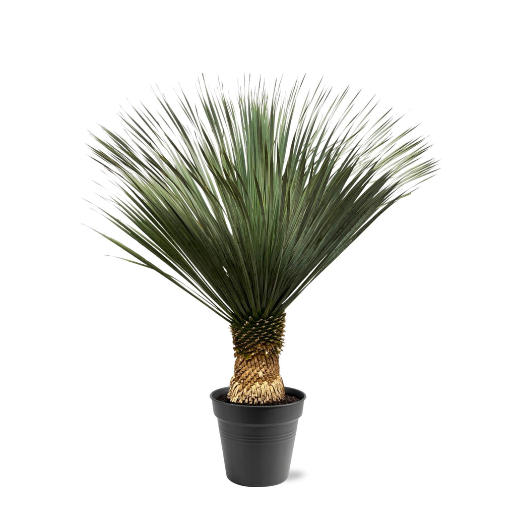 Yucca Rostrata - 140 - 160 cm - Ø50