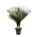 Yucca Rostrata - 140 - 160 cm - Ø50