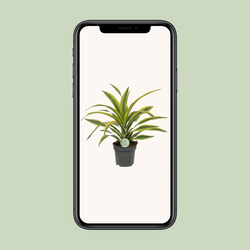 Dracaena Fragrans Lemon Lime - Ø17cm - ↕40cm