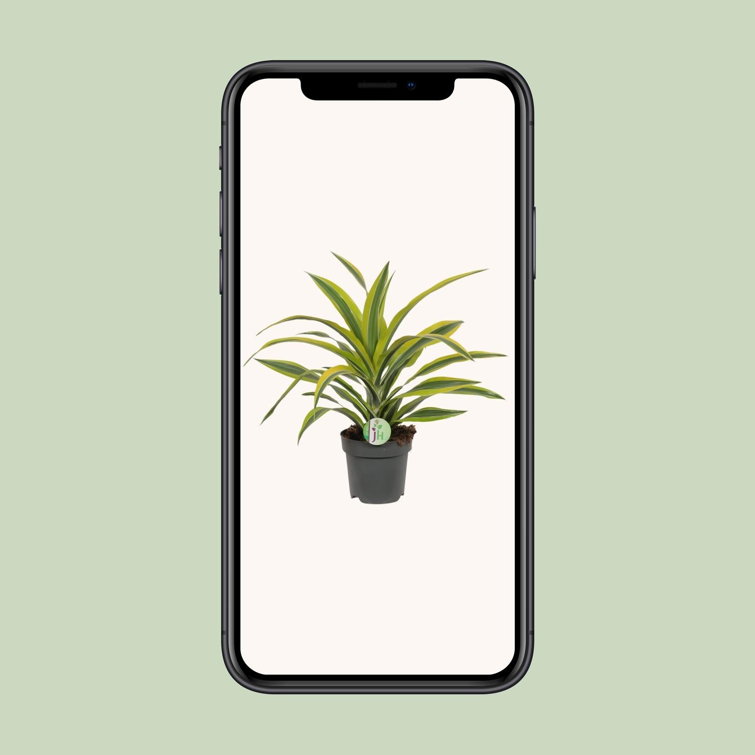 Dracaena Fragrans Lemon Lime - Ø17cm - ↕40cm