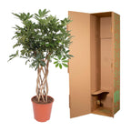 Schefflera Arboricola Compacta gevlochten stam - 130 cm - ø30