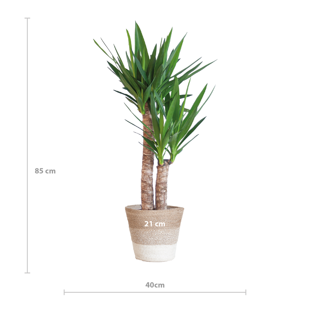 Yucca Elephantipes met Mand Lissabon wit - 90cm - Ø21