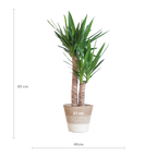 Yucca Elephantipes met Mand Lissabon wit - 90cm - Ø21