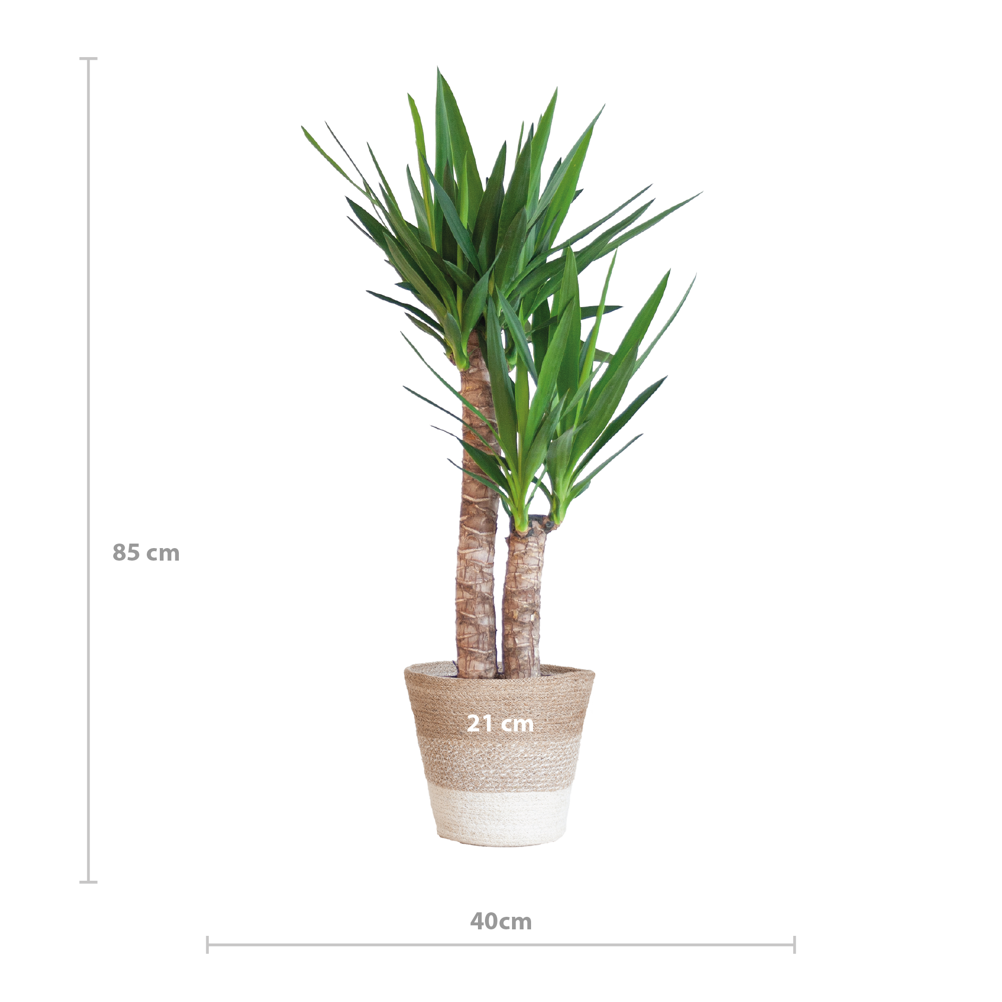 Yucca Elephantipes met Mand Lissabon wit - 90cm - Ø21