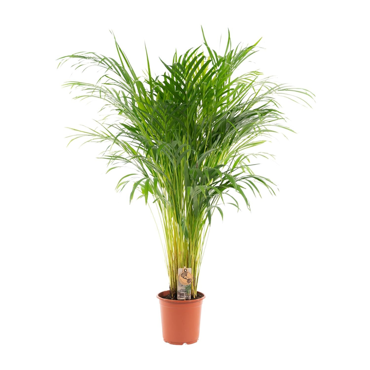 Areca palm - Ø21cm - ↕100cm