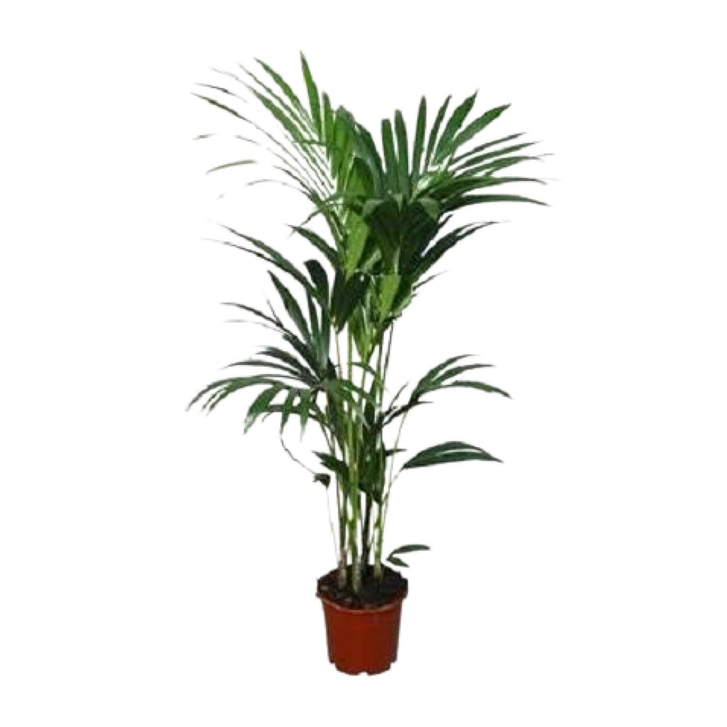 Howea forsteriana - Ø21cm - ↕120cm - Ø24 - ↨120cm