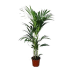 Howea forsteriana - Ø21cm - ↕120cm - Ø24 - ↨120cm