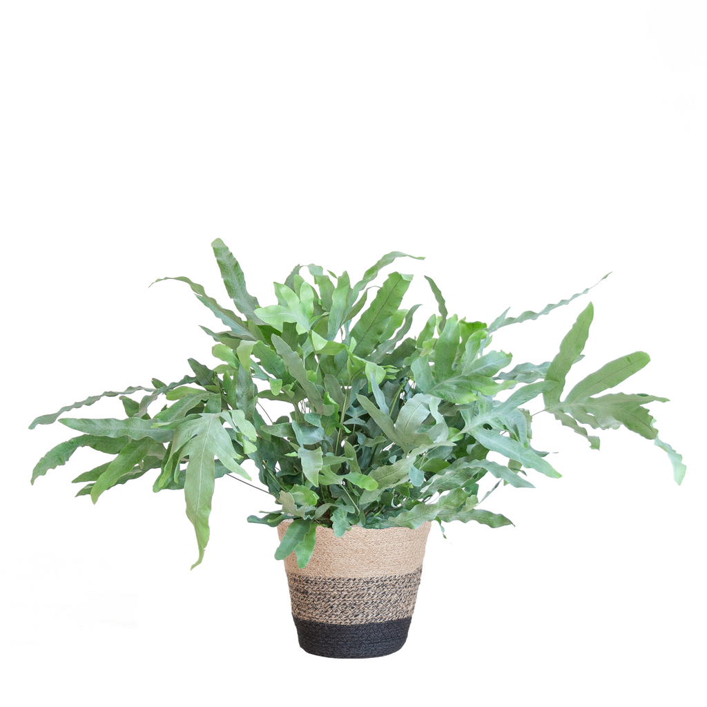 Phlebodium Aureum 'Blue Star' mit Korb Lissabon schwarz - 40cm - Ø17