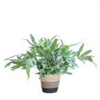 Phlebodium Aureum 'Blue Star' mit Korb Lissabon schwarz - 40cm - Ø17