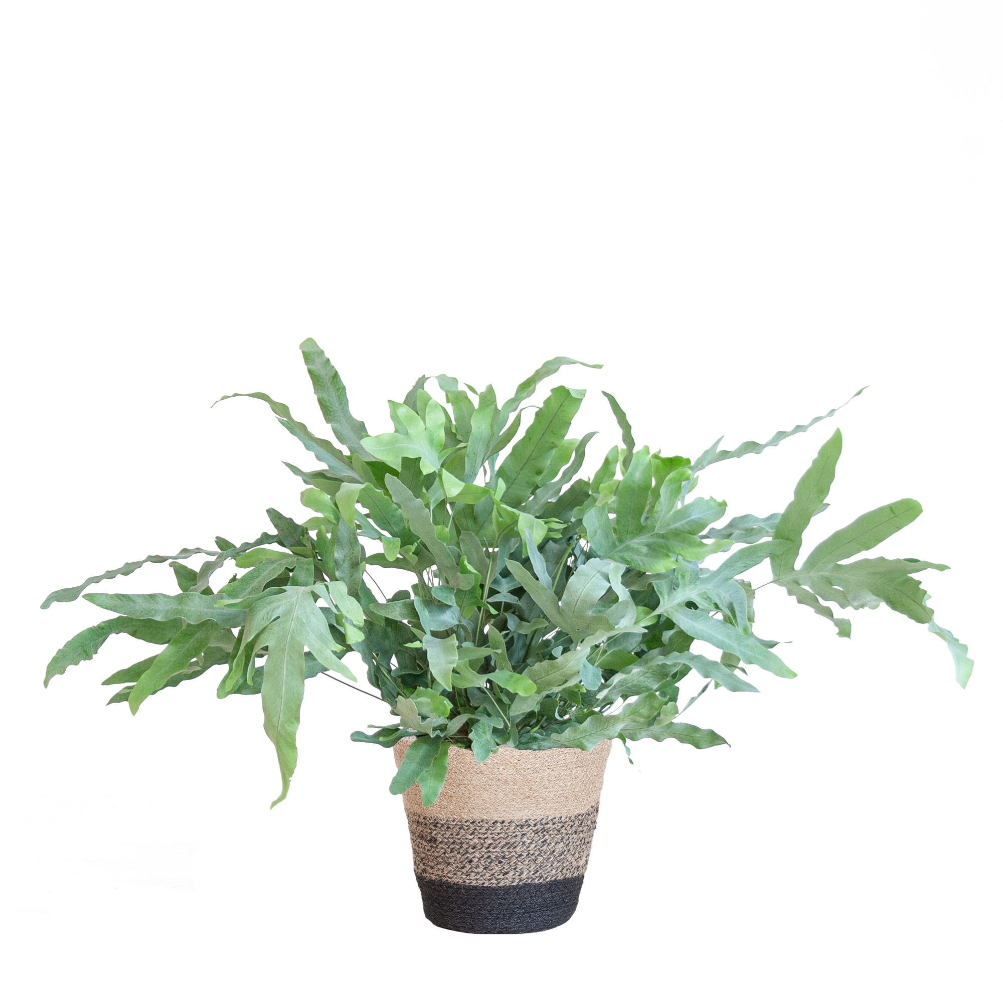 Phlebodium Aureum 'Blue Star' met Mand Lissabon zwart - 40cm - Ø17