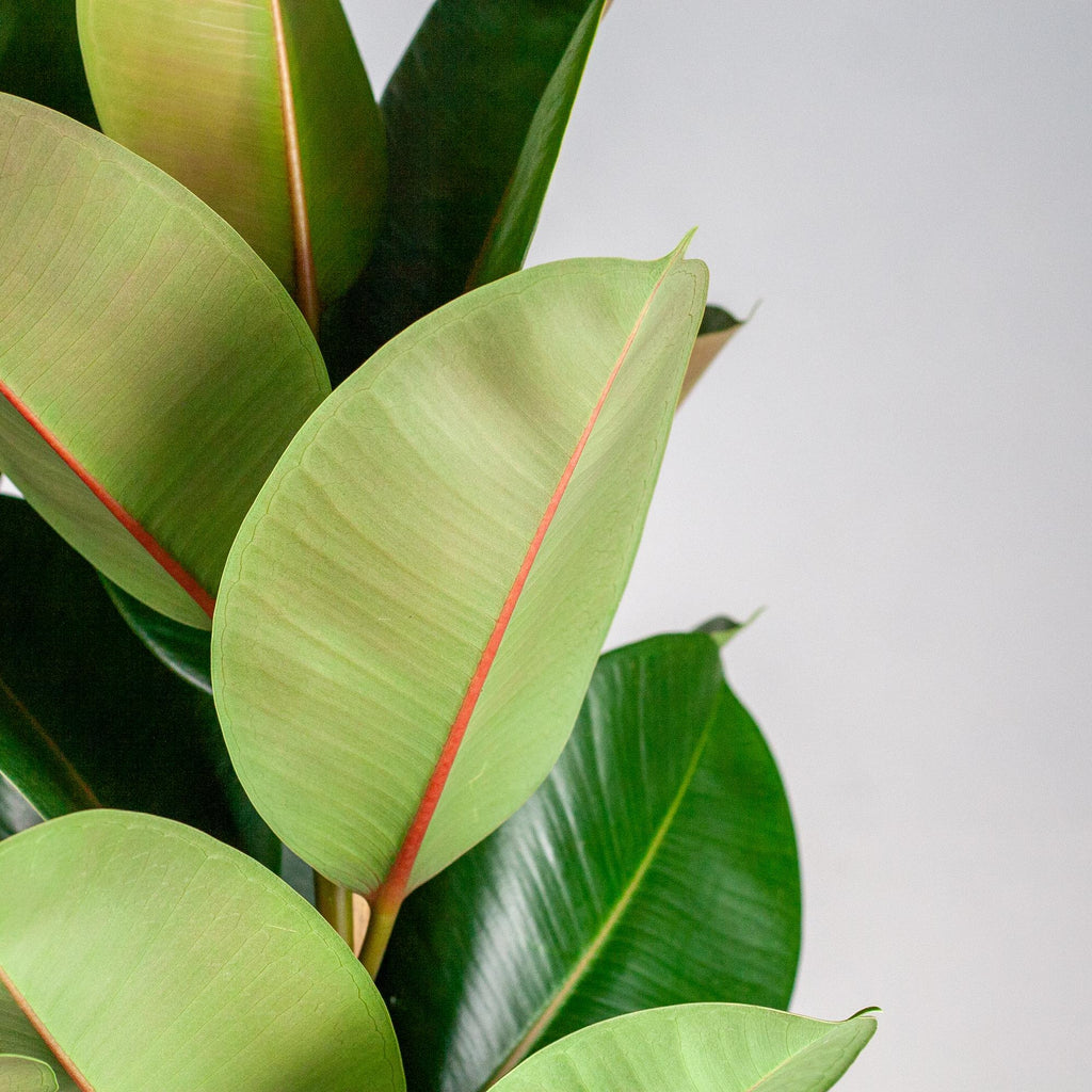 Ficus Elastica Robusta XL met mand Torun - 90cm - Ø27