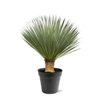 Yucca Rostrata - 100 - 120 cm - Ø40