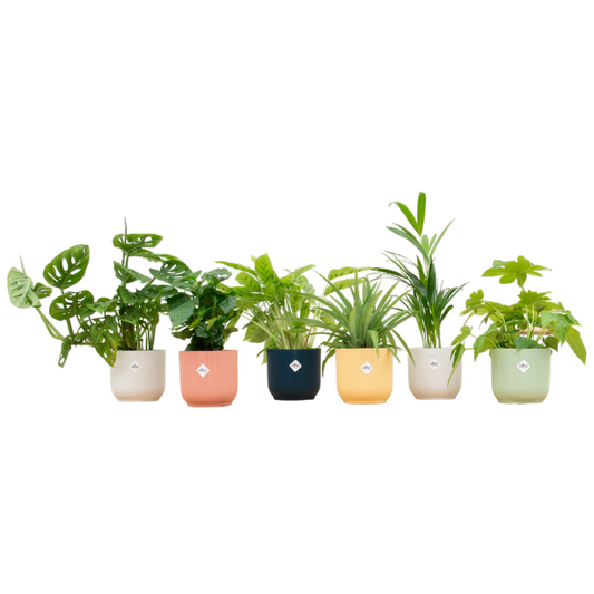 Überraschungsbox - 6 Pflanzen inklusive elho Vibes Fold Round Ø14 Farbmischung