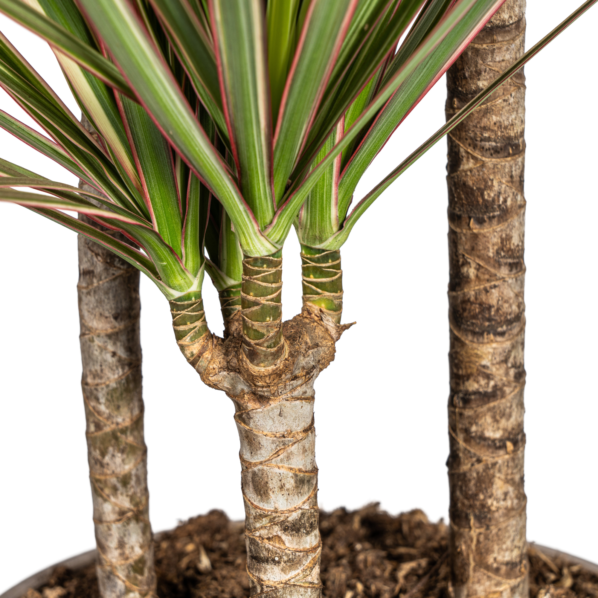 Dracaena Marginata Bicolor met mand Ø21cm - ↕110 - 130cm