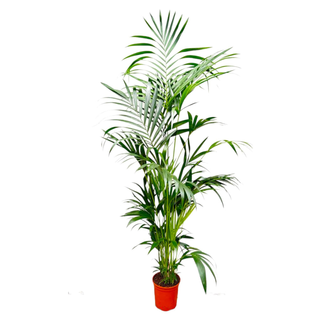 Kentia Palm - 200 cm - ø24-30cm