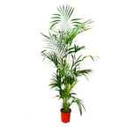 Kentia Palm - 200 cm - ø24-30cm