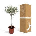 Olea - Ø19cm - ↕90cm