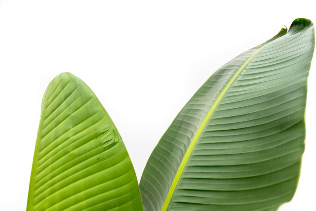 Strelitzia Augusta - 220cm - ⌀30