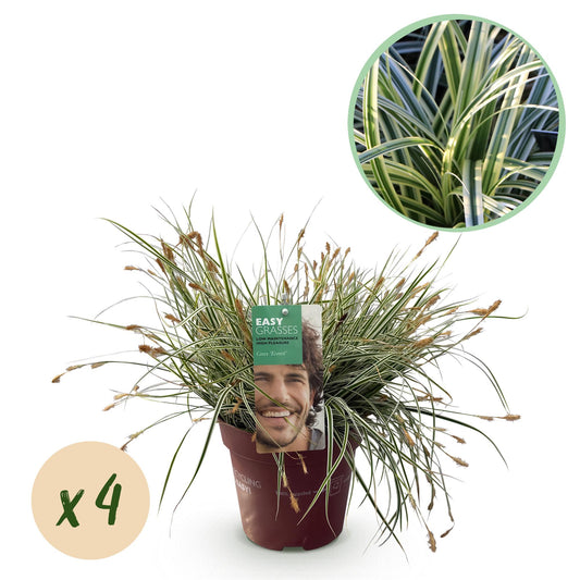 Green boutiQ – Ziergräser – Carex oshimensis Everest – Weiß und Grün – 4 Pflanzen – Immergrün – Pflegeleicht – Topf 17 cm, Höhe 50 cm
