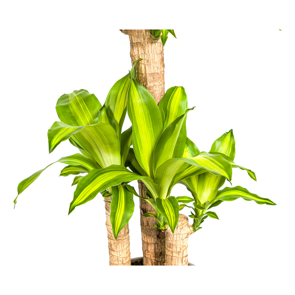 Dracaena Fragrans Massangeana Ø21cm - ↕90 - 110cm