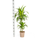 Dracaena Deremensis Lisa Ø19cm - ↕70 - 90cm